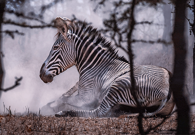 Ol Pejeta Conservancy