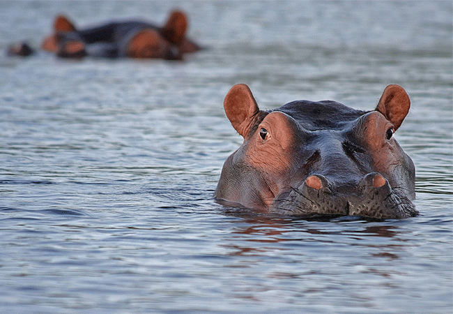 Ol Pejeta Conservancy