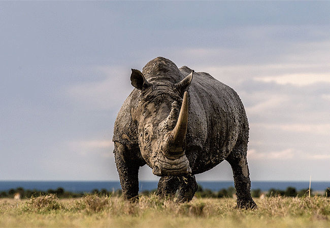 Ol Pejeta Conservancy