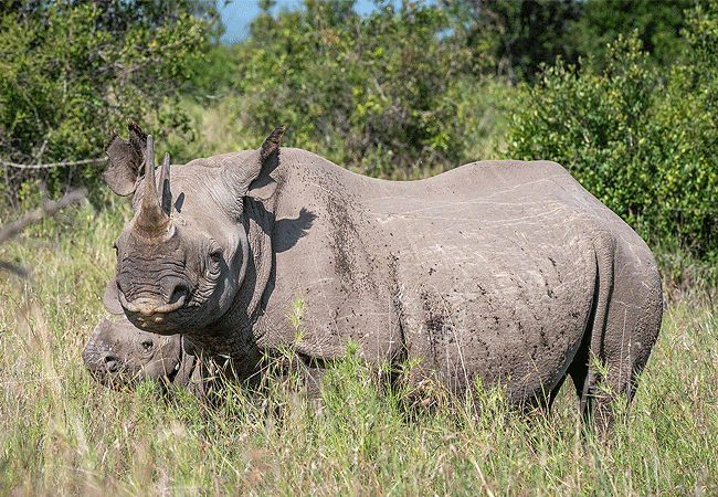 Ol Pejeta Conservancy
