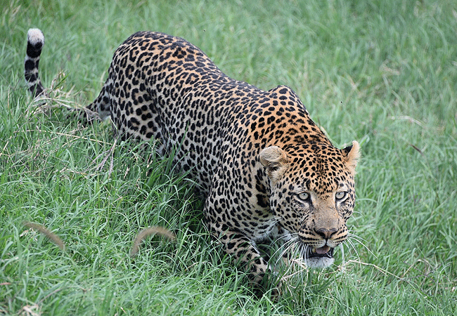 Ol Pejeta Conservancy