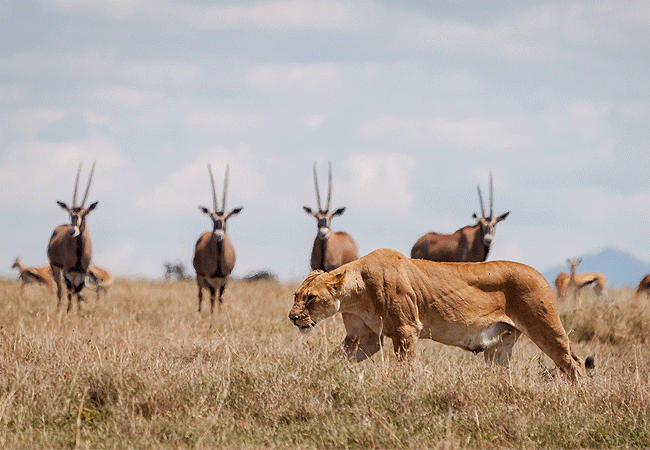 Ol Pejeta Conservancy