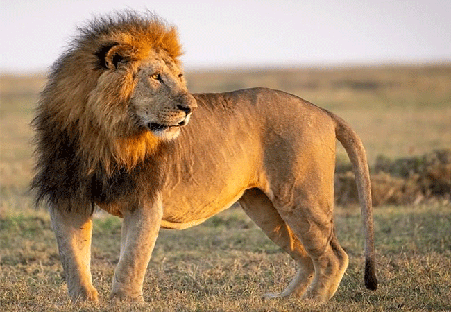 Ol Pejeta Conservancy