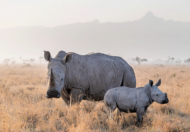 Ol Pejeta Conservancy