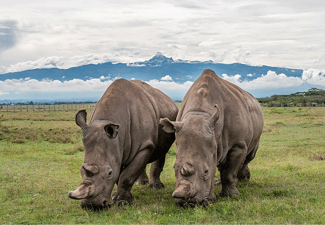 Ol Pejeta Conservancy