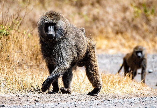 Ol Pejeta Conservancy