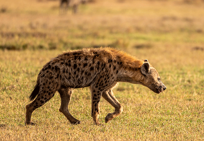 Ol Pejeta Conservancy