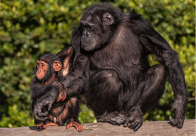 Ol Pejeta Conservancy