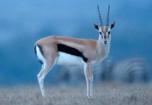 Ol Pejeta Conservancy