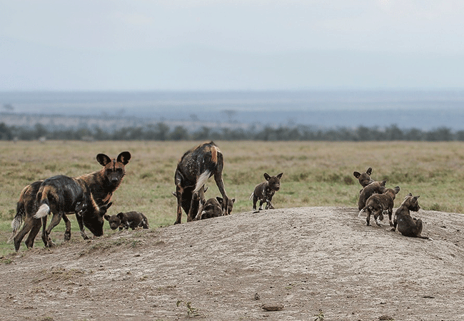 Ol Pejeta Conservancy