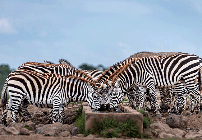 Ol Pejeta Conservancy