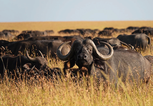 olimba-camp-masai-mara-african-buffalo Olimba Camp Masai Mara