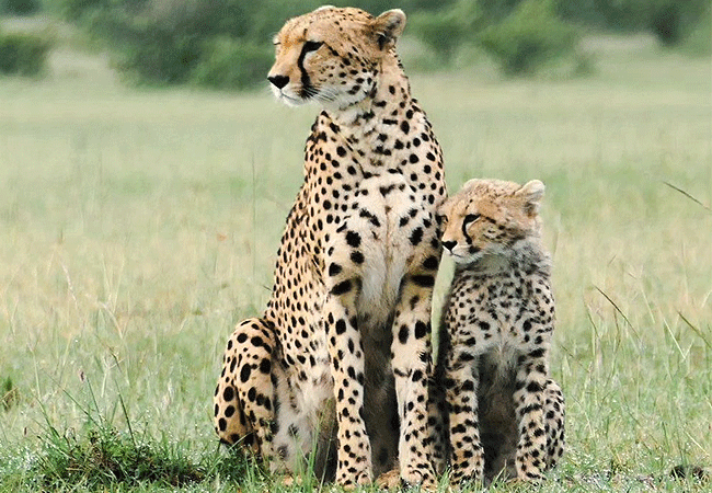 olimba-camp-masai-mara-cheetah Olimba Camp Masai Mara