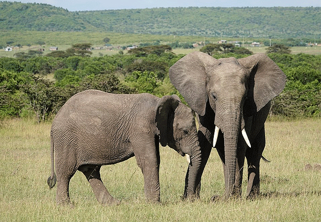 olimba-camp-masai-mara-elephants Olimba Camp Masai Mara