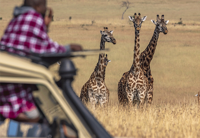 olimba-camp-masai-mara-giraffes Olimba Camp Masai Mara