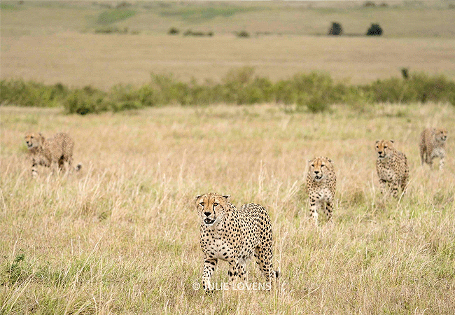 olimba-camp-masai-mara-kenya Olimba Camp Masai Mara