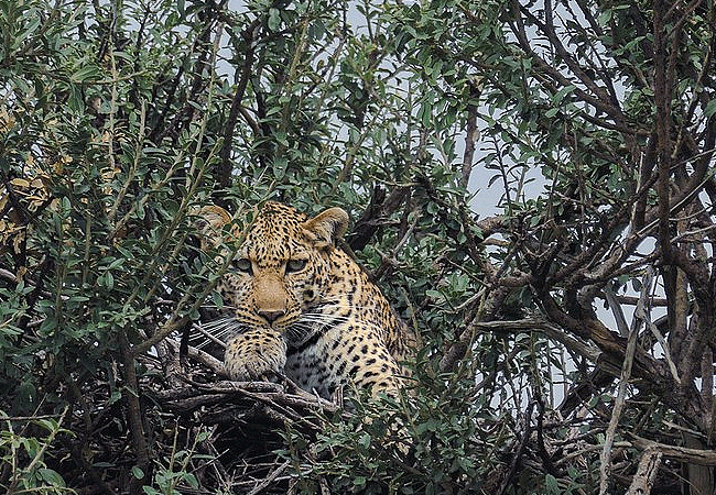 olimba-camp-masai-mara-leopard Olimba Camp Masai Mara