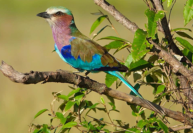 olimba-camp-masai-mara-lilac-breasted-roller-bird Olimba Camp Masai Mara