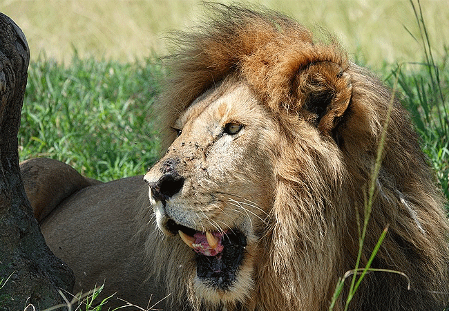 olimba-camp-masai-mara-lion Olimba Camp Masai Mara