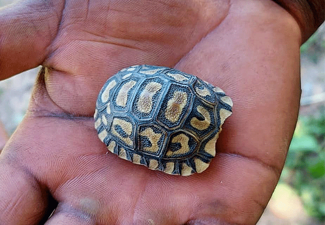 olimba-camp-masai-mara-lopard-tortoise Olimba Camp Masai Mara