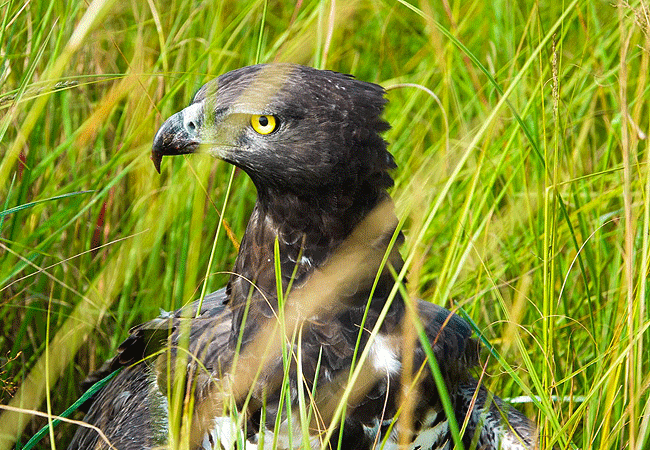olimba-camp-masai-mara-martial-eagle Olimba Camp Masai Mara