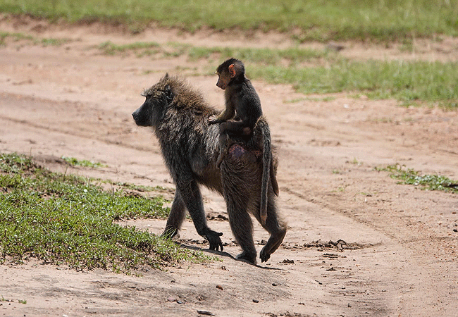 olimba-camp-masai-mara-olive-baboon Olimba Camp Masai Mara