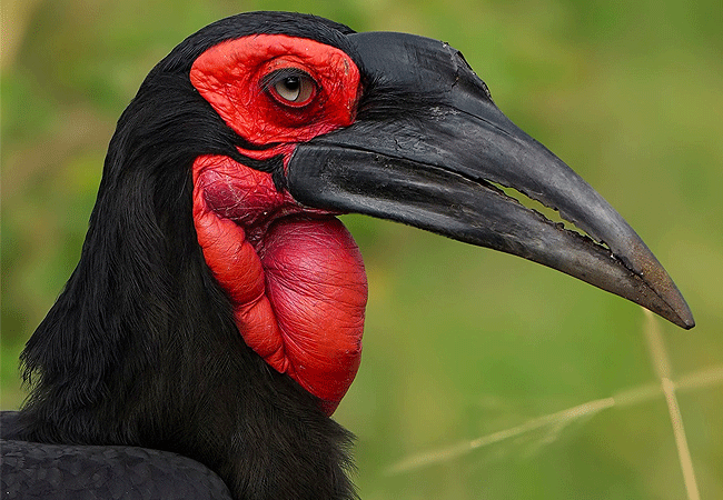 olimba-camp-masai-mara-southern-ground-hornbill Olimba Camp Masai Mara