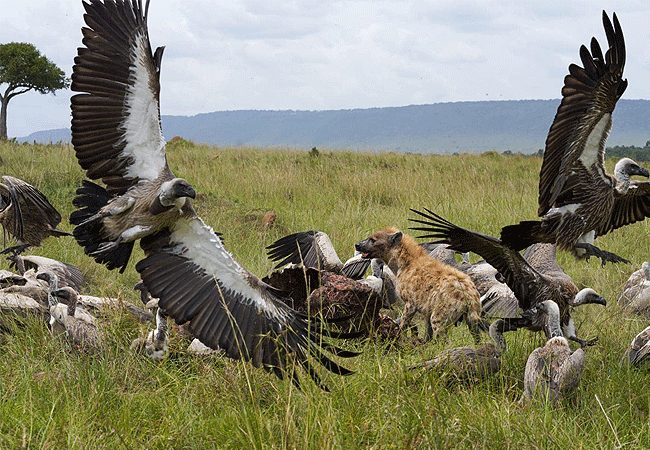 olimba-camp-masai-mara-vultures-hyenas Olimba Camp Masai Mara