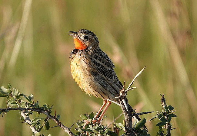 olimba-mara-camp-masai-mara-national-reserve-rosy-throated-longclaw-bird Olimba Camp Masai Mara