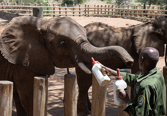 samburu-dik-dik-lodge-offers-activities-such-as-game-drives-to-samburu-buffalo-spring-or-shaba-national-reserves-mt-ol-lokwe-climbing-visit-to-reteti-elephant-sanctuary-visits-to-authentic-samburu-village Samburu Dikdik Lodge