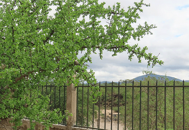samburu-dik-dik-lodge-has-a-fence-surrounding-the-lodge Samburu Dikdik Lodge