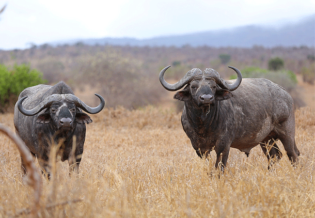Taita Hills Wildlife Sanctuary
