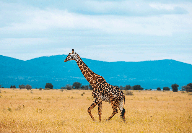 Taita Hills Wildlife Sanctuary