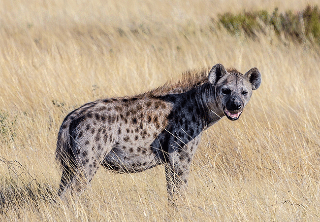 Taita Hills Wildlife Sanctuary