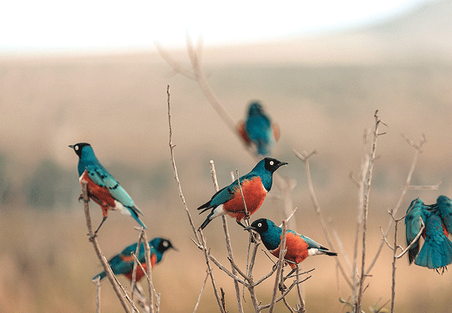 Taita Hills Wildlife Sanctuary