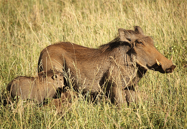 Taita Hills Wildlife Sanctuary