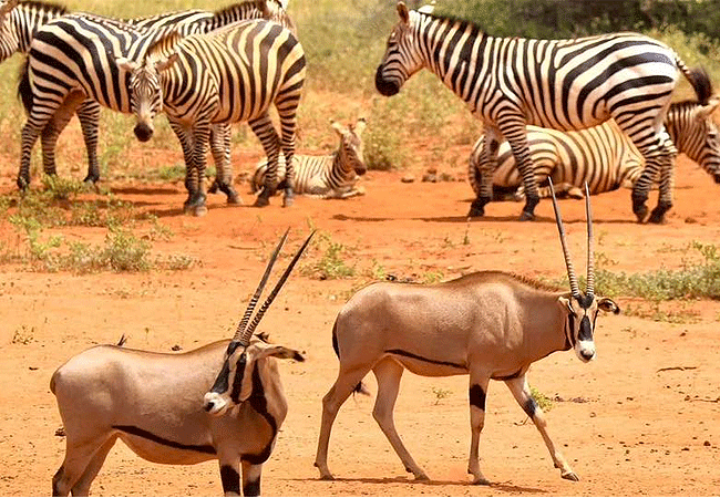 Taita Hills Wildlife Sanctuary