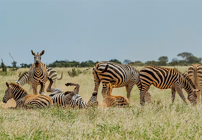 Taita Hills Wildlife Sanctuary
