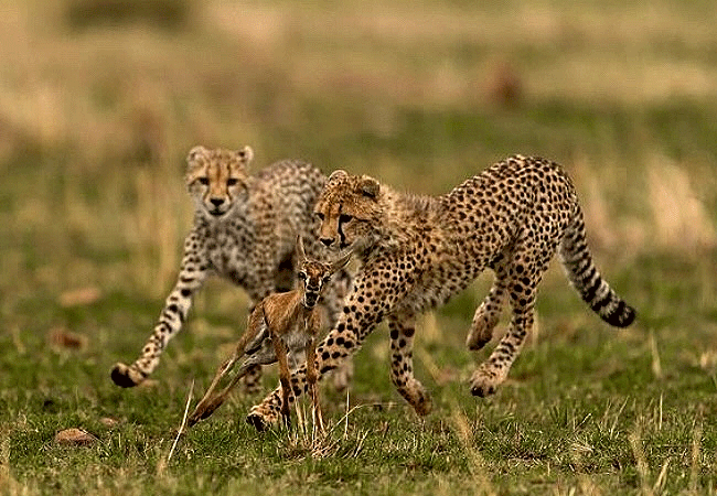 Ilora Retreats Masai Mara Luxury Camp