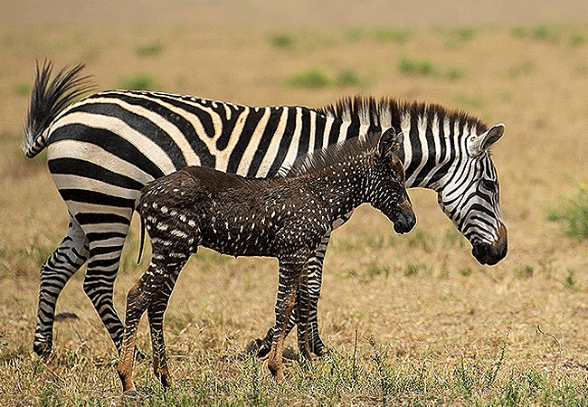 Ilora Retreats Masai Mara camp