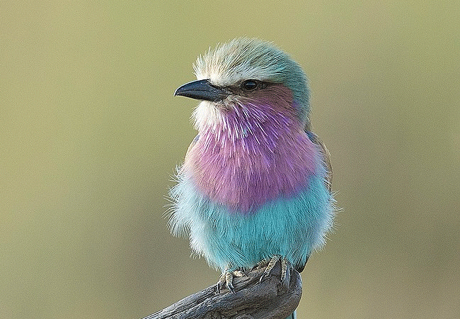 Ilora Retreats Masai Mara Luxury Camp