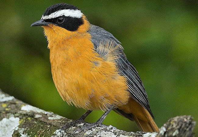 Ilora Retreats Masai Mara Luxury Camp