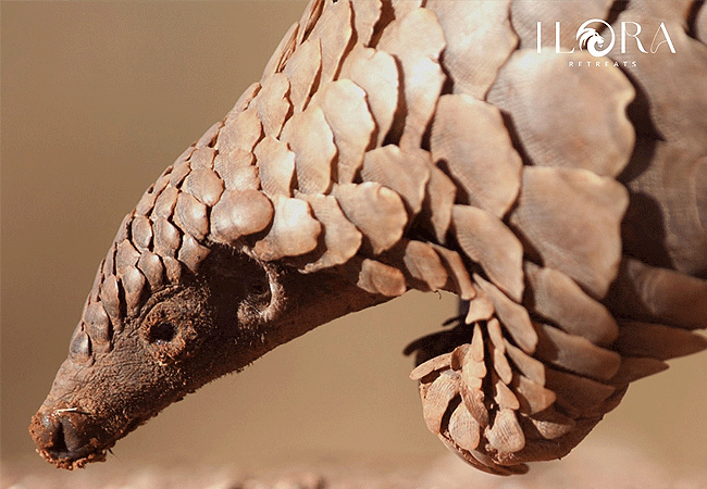 Ilora Retreats Masai Mara Luxury Camp