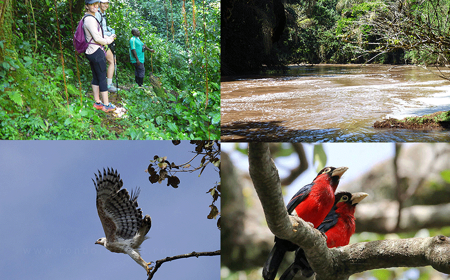 Kakamega Forest Reserve