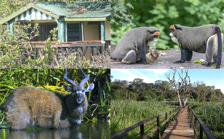 Saiwa Swamp National Park