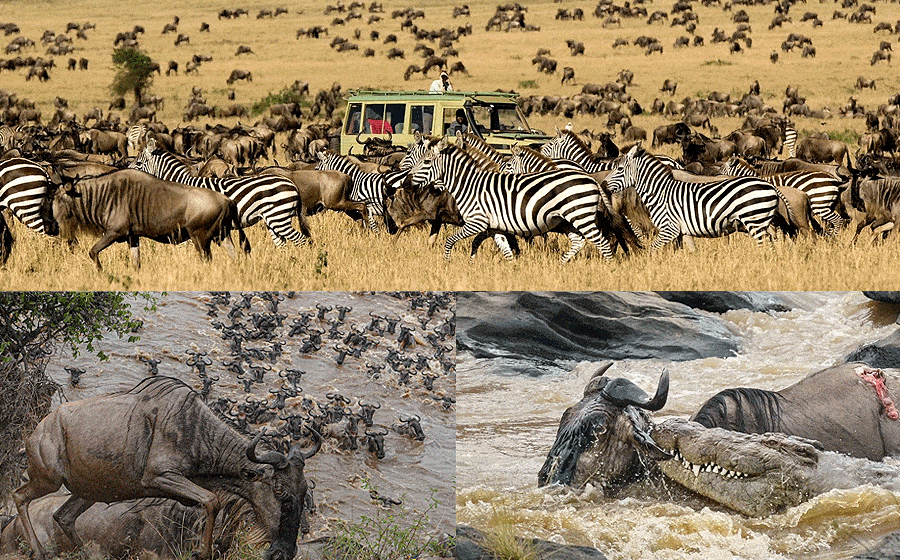 Wilderbeest Migration