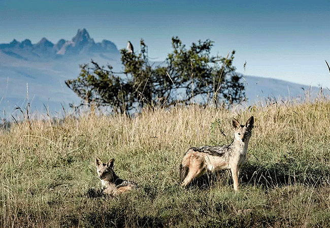 borana-conservancy-laikipia-bat-eared-fox Borana Conservancy