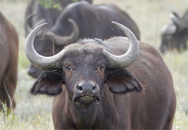 borana-conservancy-laikipia-buffalo Borana Conservancy