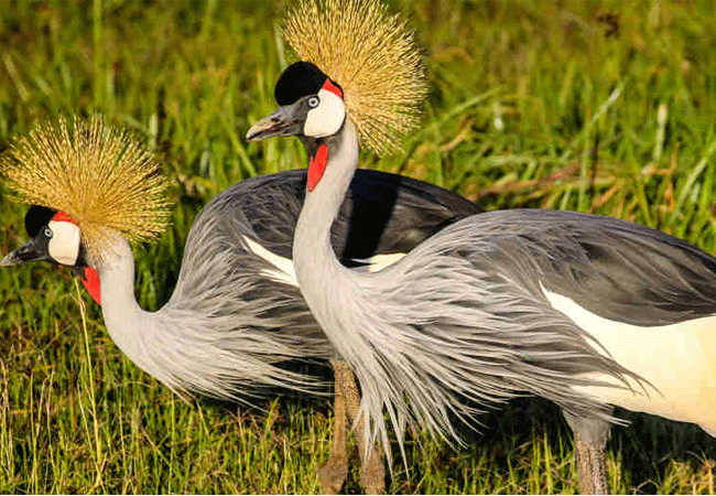 borana-conservancy-laikipia-crested-cranes-birds Borana Conservancy