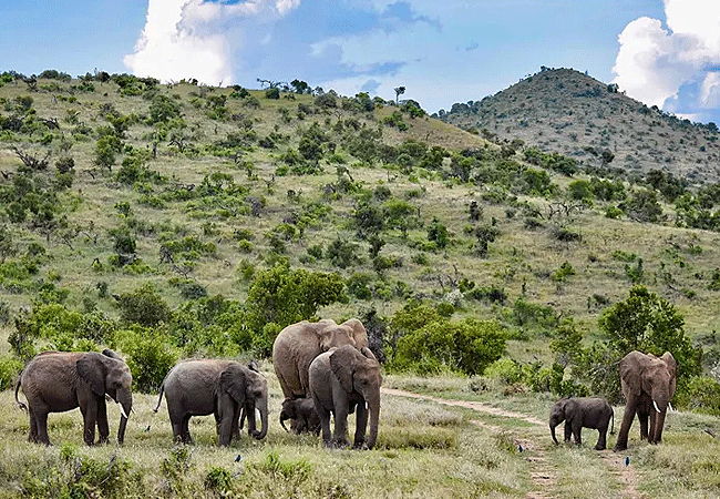 borana-conservancy-laikipia-elephant-herd Borana Conservancy
